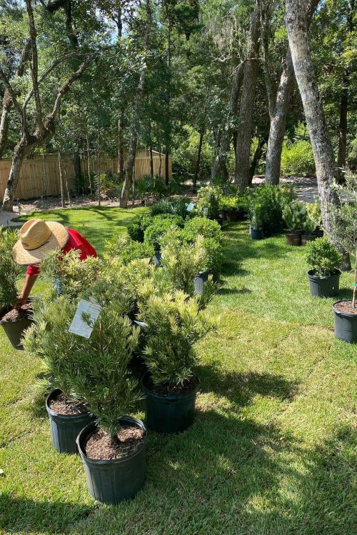 469503319_1323489002347403_6675851244331232782_n